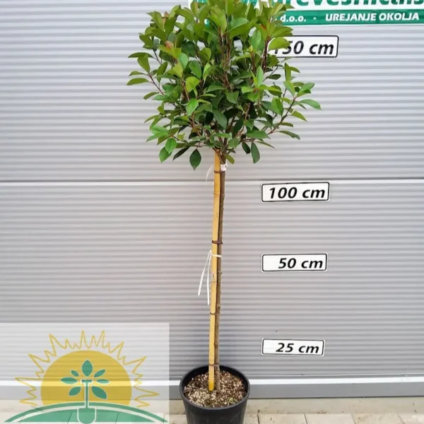 Photinia fr. 'Red Robin' NA STEBLU (Fotinija)