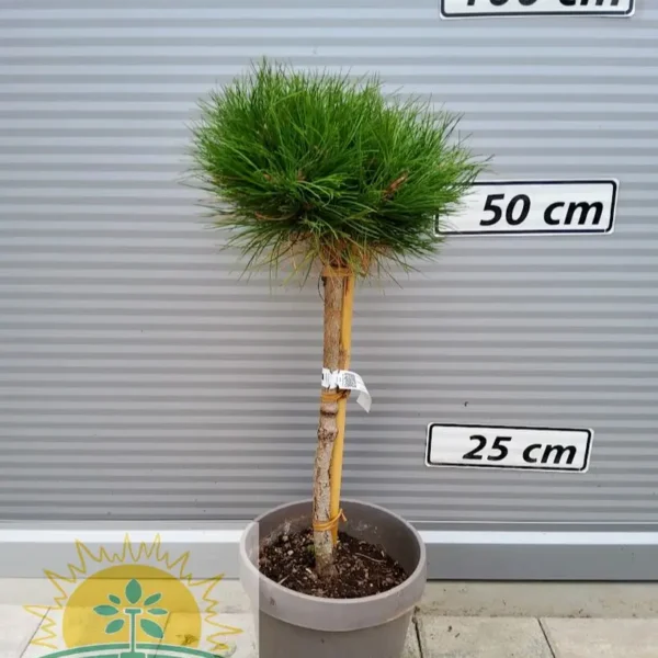 Pinus nigra 'Bambino'  NA STEBLU (Črni bor)