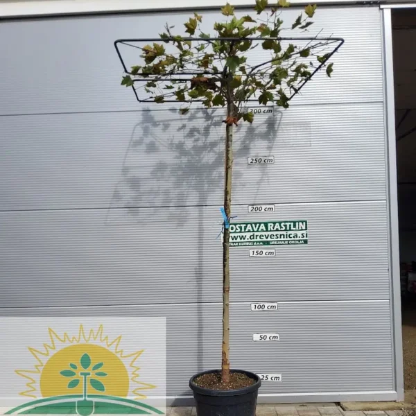 Platanus x acerifolia (Javorolistna platana)