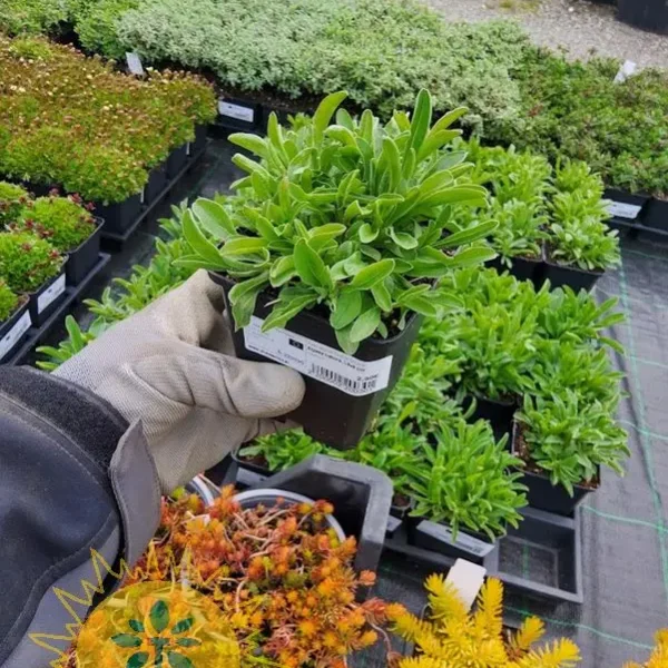 Aster alpinus 'Dunkle Schöne' (Astre)