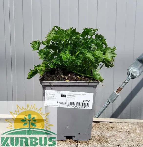 Campanula garganica ‘Major’ Zvončnica