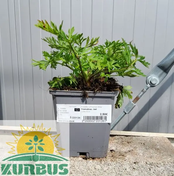 Pulsatilla vulgaris 'Pinwheel White' (Kosmatinec)