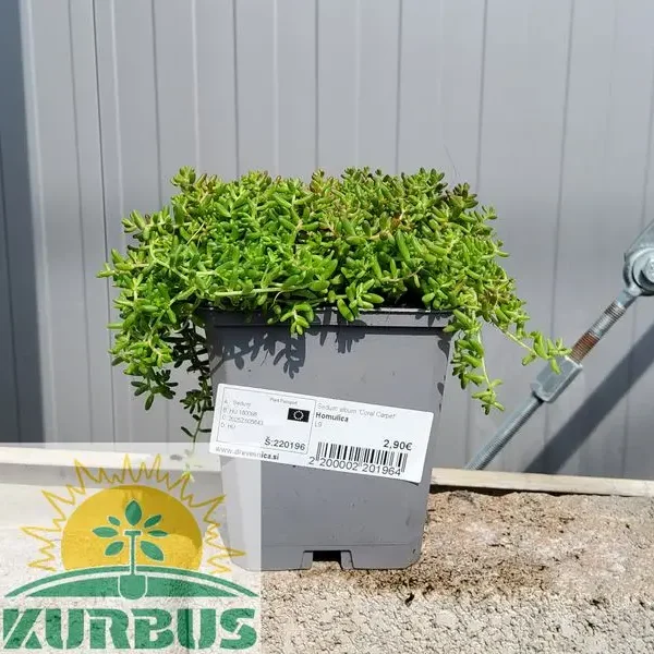 Sedum album 'Coral Carpet' Homulica