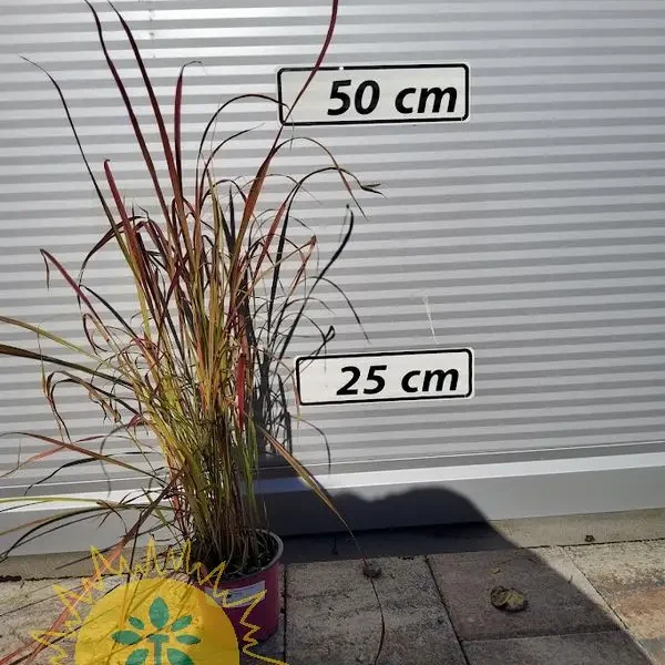 Imperata cylindrica'Red Baron' Imperata