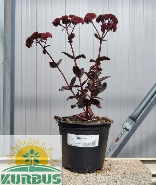 Sedum 'José Aubergine' Homulica