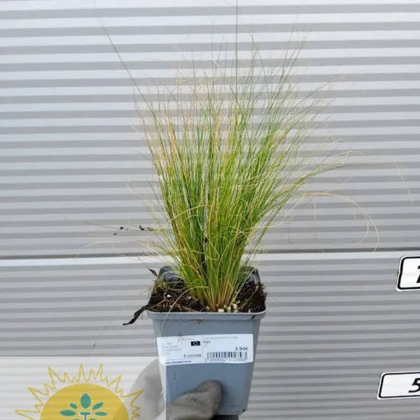 Stipa tenuissima 'Pony Tails' (Stipa)
