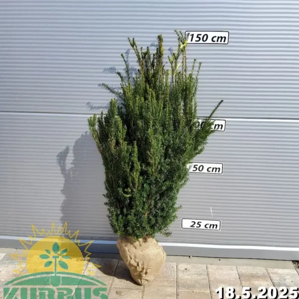 Taxus media 'Hillii' (Tisa brez plodov)