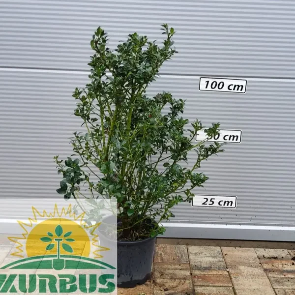 Ilex x meserveae 'Heckenfee' (Bodika/Božje drevesce)
