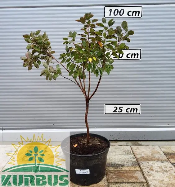 Cotinus coggygria 'Royal Purple' (Rdečelistni ruj)