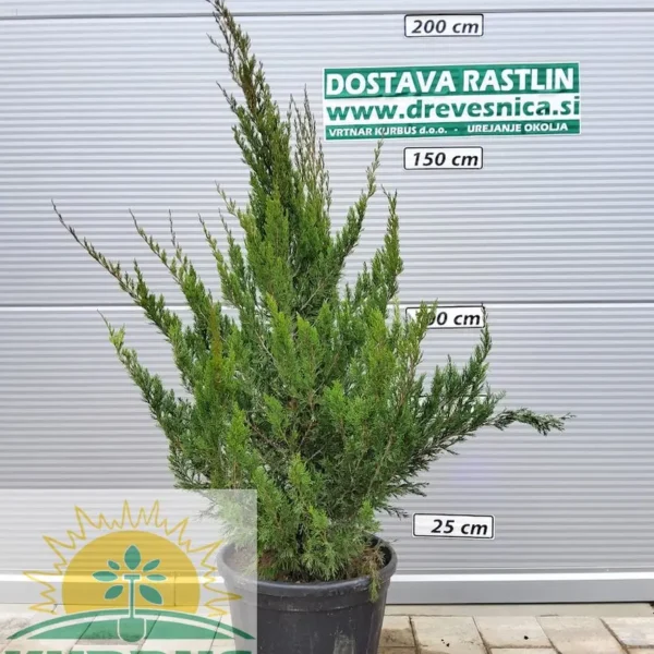 Juniperus chinensis 'Keteleeri' (Kitajski brin)