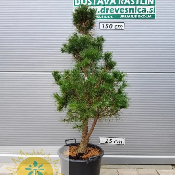 Pinus sylvestris (Rdeči bor)