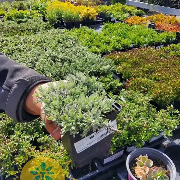 Antennaria dioica 'Alba' (Navadna majnica)