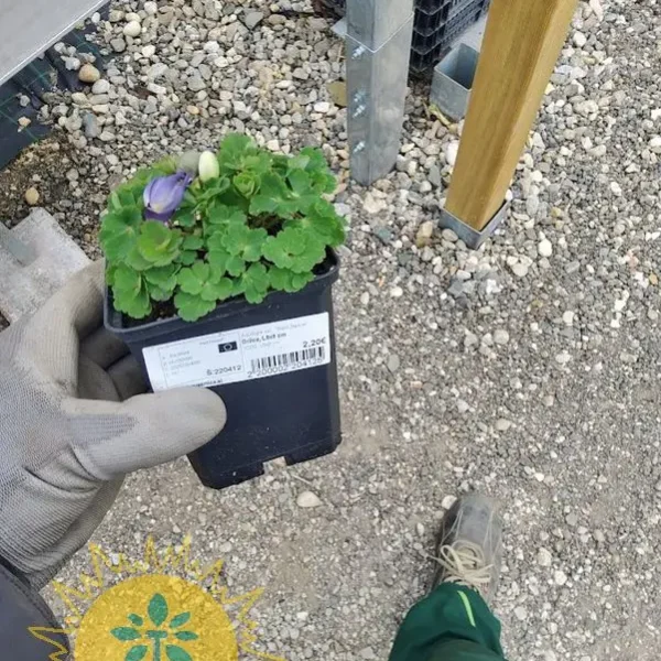 Aquilegia vul.  'Black Barlow' (Orlica)