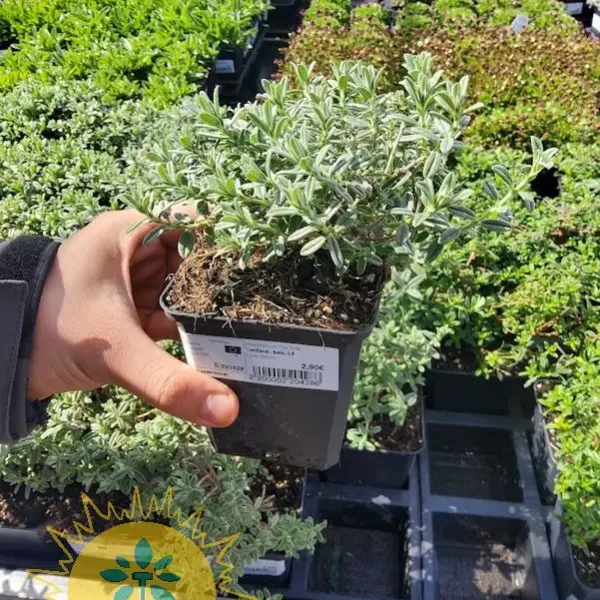 Helianthemum 'The Bride'  (Sončece)