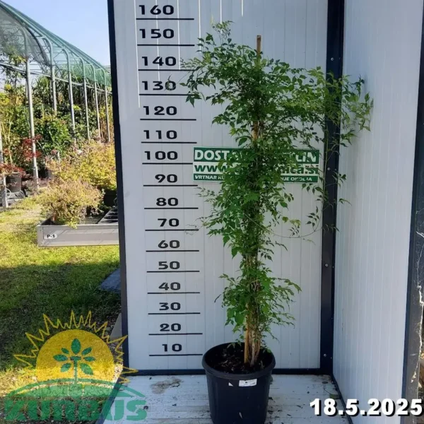 Campsis tagliabuana 'Madame Galen' (Jasminova troblja)