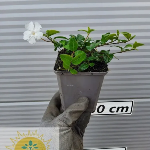 Vinca minor 'Alba' (Navadni zimzelen/Mali zimzelen)