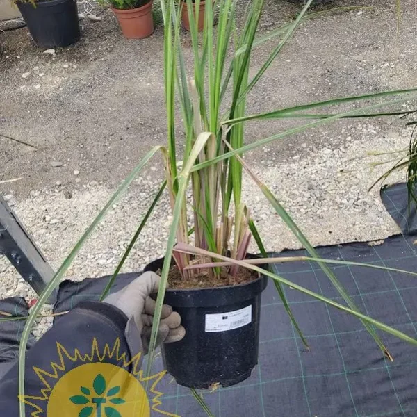 Cortaderia selloana 'Compacta' (Pampaška trava)