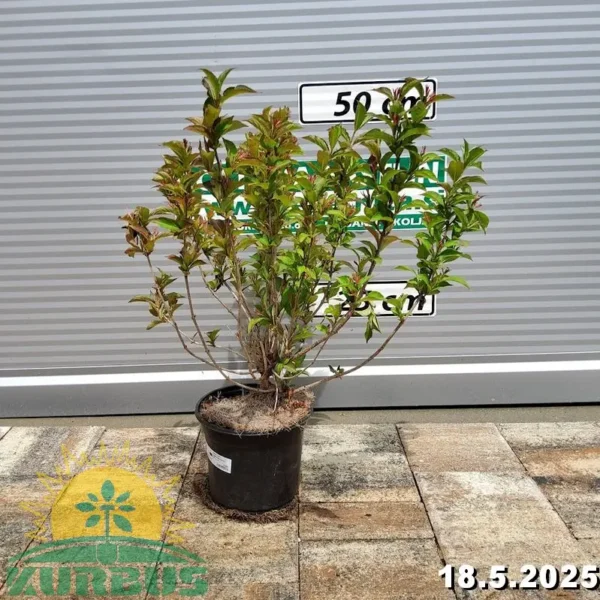 Weigela 'Lucifer' (Veigela)