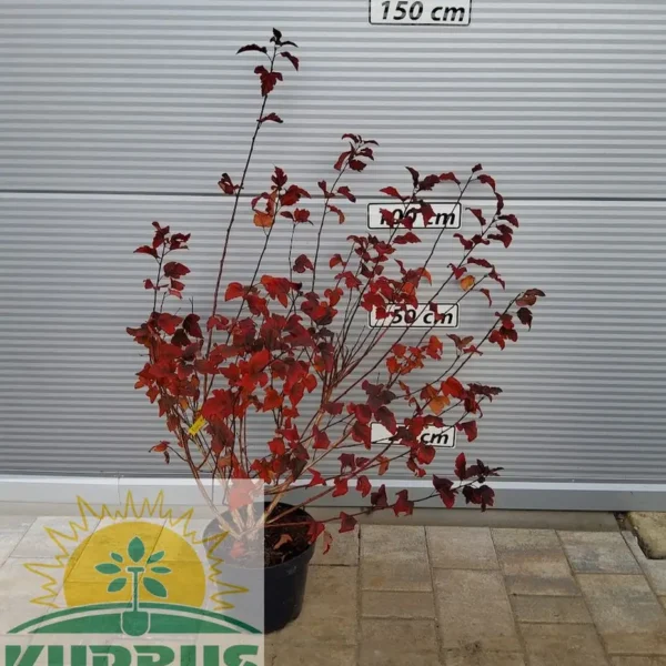 Physocarpus opulifolius 'Diabolo' (Kalinolistni pokalec)