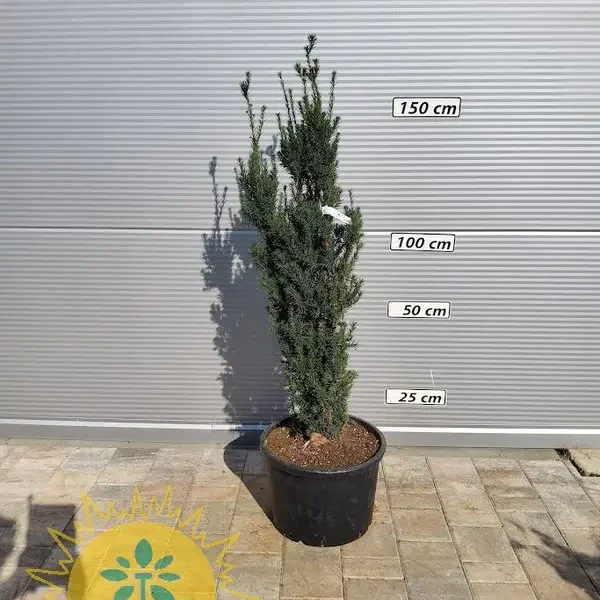 Taxus media 'Hicksii' (Tisa)
