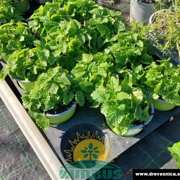 Melissa officinalis Citronska melisa, C1,5