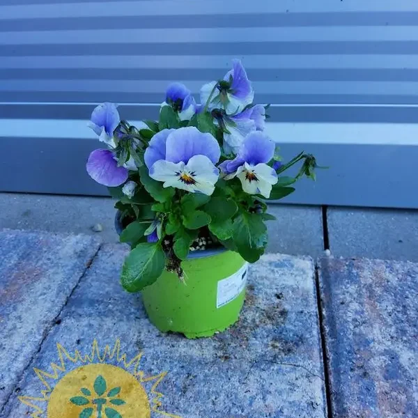 Viola co.TWIX F1 'Lilac Face ' Mačeha - TWIX -belo lila