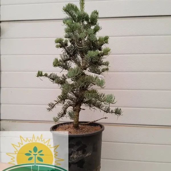 Abies concolor 'Compacta' (Kompaktna koloradska jelka)