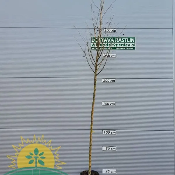 Crataegus laevigata `Paul`s Scarlet` (Rdečecvetni navadni glog)