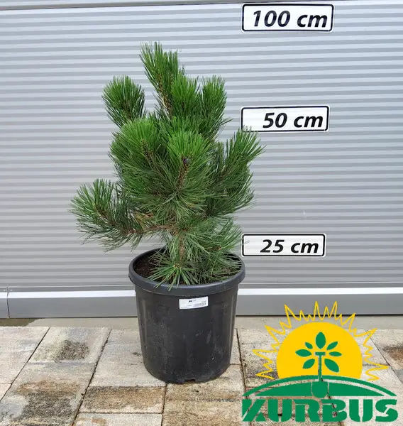 Pinus leucodermis 'Karmel'  (Munika)