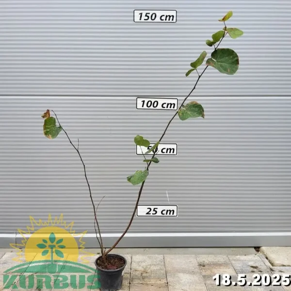 Cercis siliquastrum (Judeževo drevo/Nav.jadikovec)