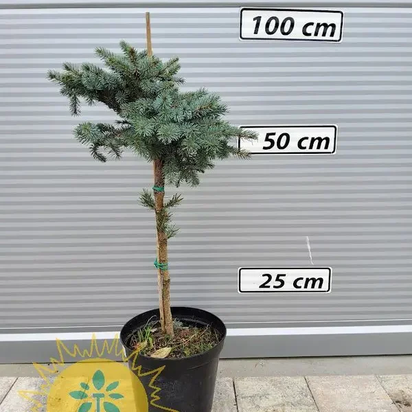 Picea mariorika ‘Machala’ Grmasta smreka