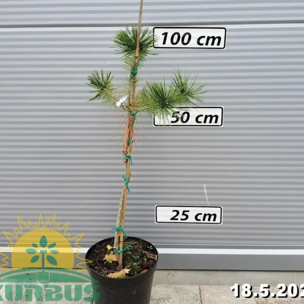 Pinus densiflora 'Jane Kluis' (Pritlikavi jap.rdeči bor)