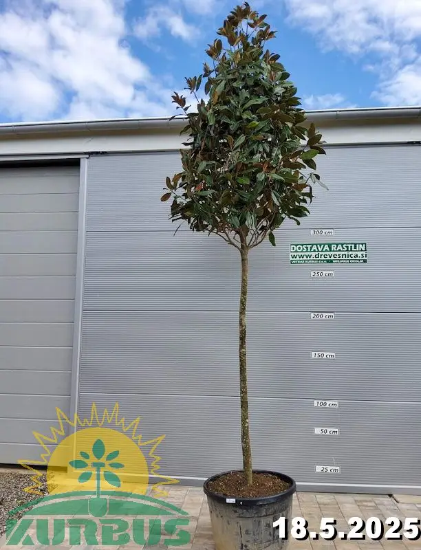 Magnolia grandiflora 'Gallisoniensis'  (Velecvetna magnolija na steblu)