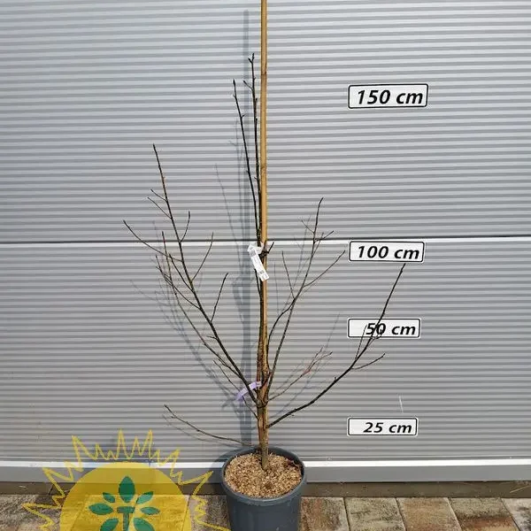 Liquidambar styraciflua 'Rotundiloba' (Ameriški okroglolistni ambrovec)