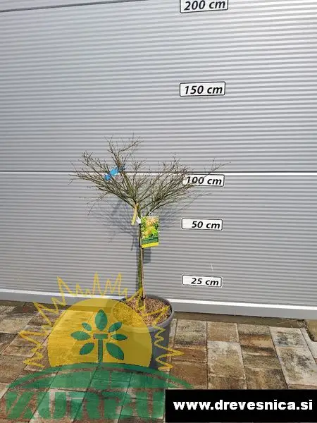 Acer palmatum 'Little Princess' (Pahljačasti javor na steblu)