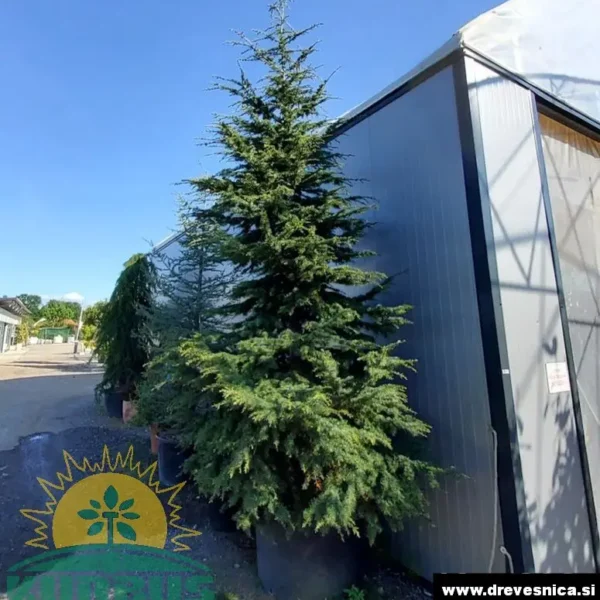 Cedrus atlantica (Atlaška cedra)