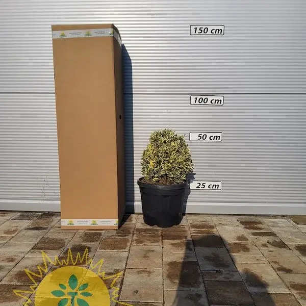 Euonymus japonicus Bravo