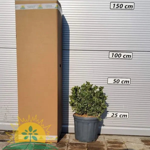 Euonymus japonicus 'Katy' (Japonska trdoleska)