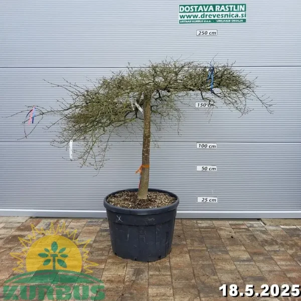 Acer palmatum 'Dissectum Atropurpureum' (Rdečelistni pahljačasti javor)