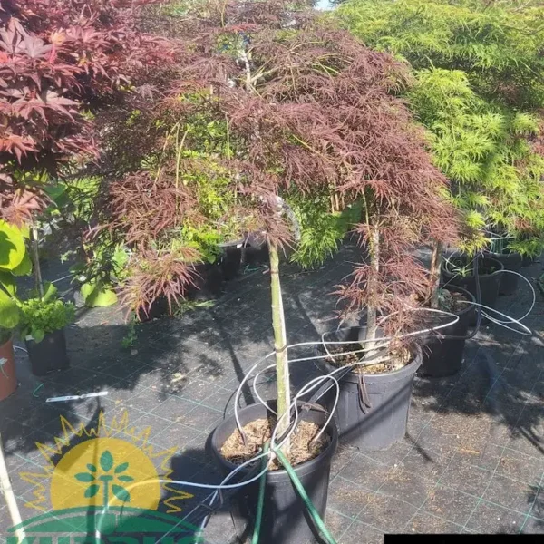 Acer palamtum 'Viridis' (Pahljačasti javor)