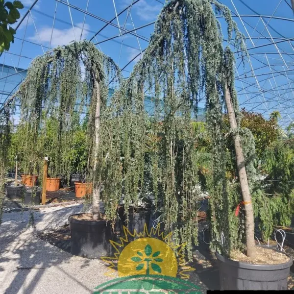 Cedrus atlantica 'Glauca Pendula' (Povešava atlaška cedra)