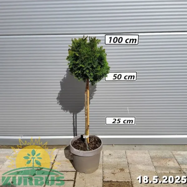 Chamaecyparis obtusa 'Aurora' (Školjkasta pacipresa na steblu)