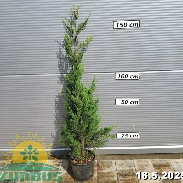 Cupressus macrocarpa 'Goldcrest' (Kalifornijska cipresa)
