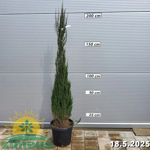 Juniperus scopulorum 'Blue Arrow' (Okrasni brin)
