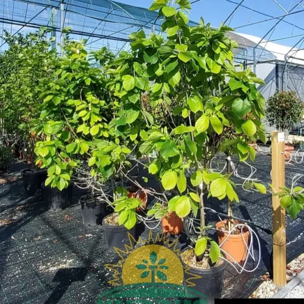 Magnolia denudata 'Yellow River' (Rumena magolija)