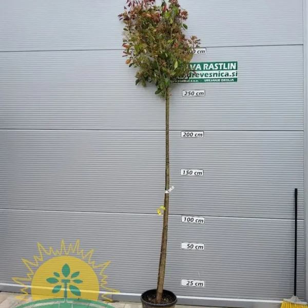 Photinia fr. 'Red Robin' (Fotinija)