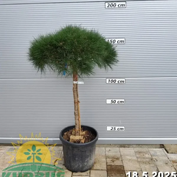 Pinus nigra 'Bambino'  NA STEBLU (Črni bor)