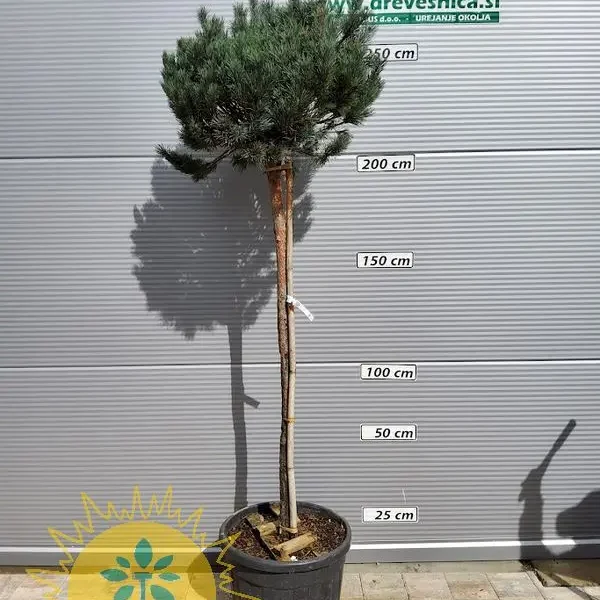 Pinus sylvestris 'Watereri' (Kompaktni rdeči bor na steblu)