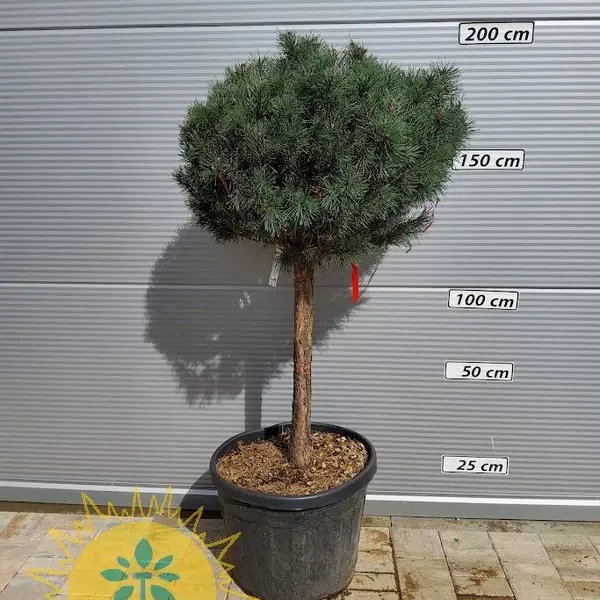 Pinus sylvestris 'Watereri' (Kompaktni rdeči bor na steblu)