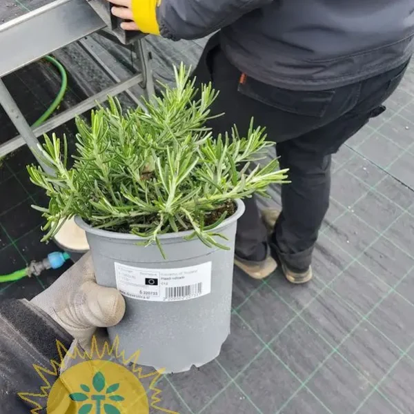 Rozmarinus officinalis 'Prostratus' (Plazeči rožmarin)